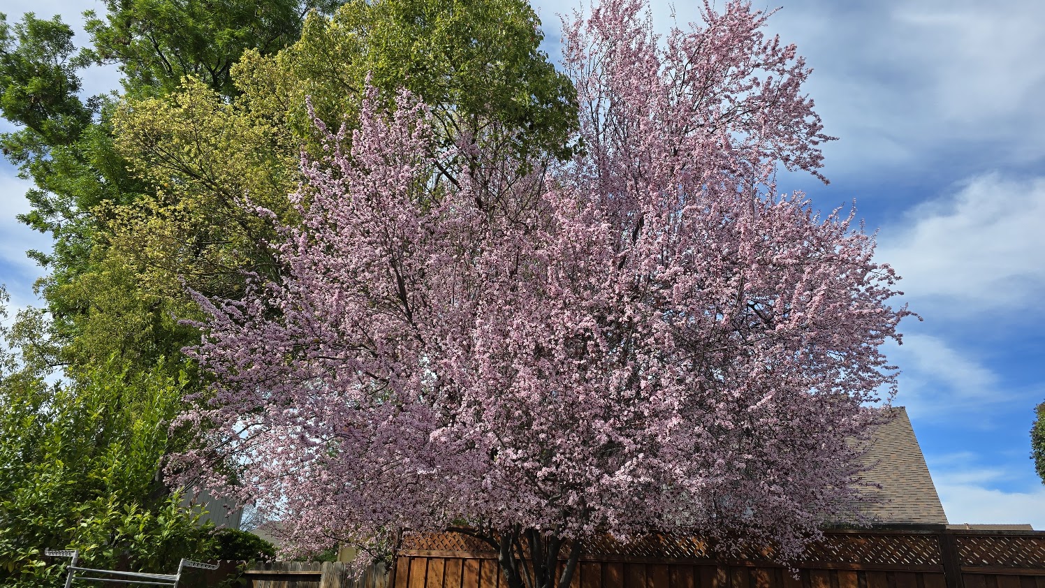A cherry plum tree in full bloom in my backyard, pink blossoms against a spring sky — February 2026